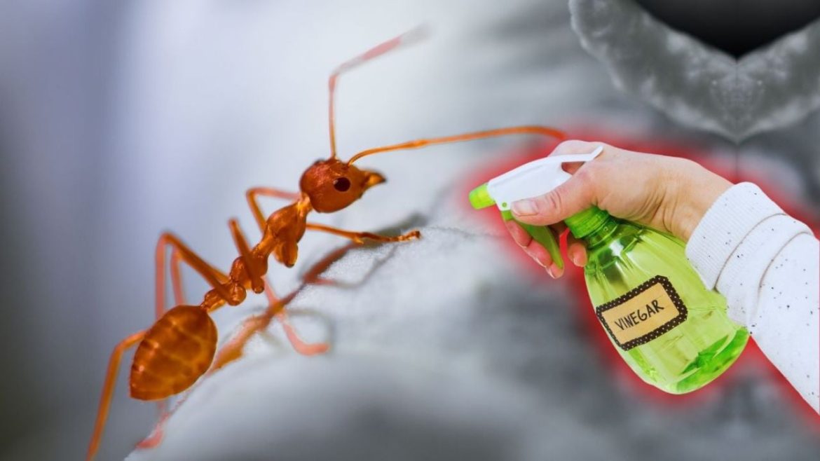 Išgąsdinkite skruzdes nuo savo namų amžinai su šiuo ingredientu, kurį turite savo virtuvėje
