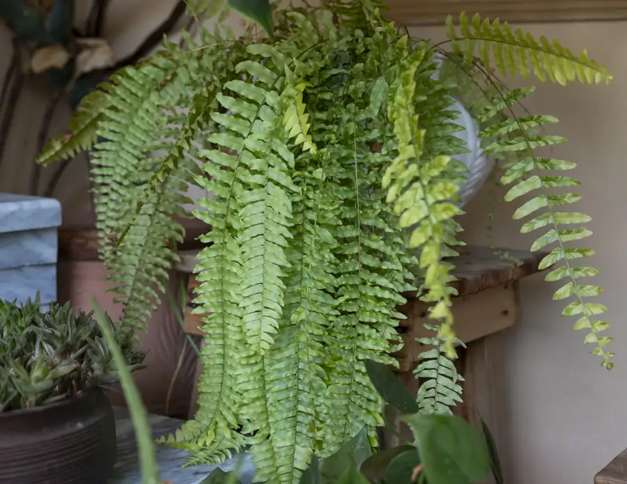 Paprastasis Nephrolepsis exaltata