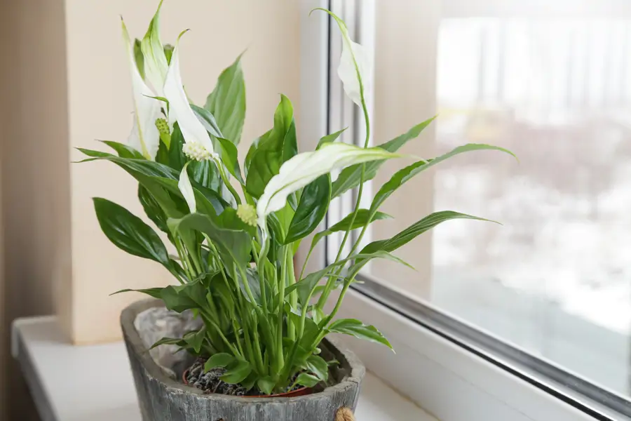 Šviesos spathiphyllum