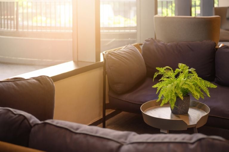 Ką reiškia žmogui turėti paparčius savo namuose, pagal Feng Shui