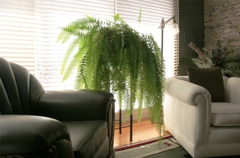 Ką reiškia žmogui turėti paparčius savo namuose, pagal Feng Shui