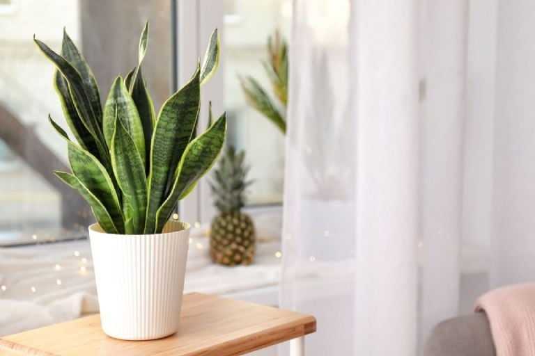 Kokio tipo trąšas turėtumėte įdėti į savo Sansevieria birželio mėnesį, kad ji sprogtų žaliais lapais, pagal mėnulio kalendorių