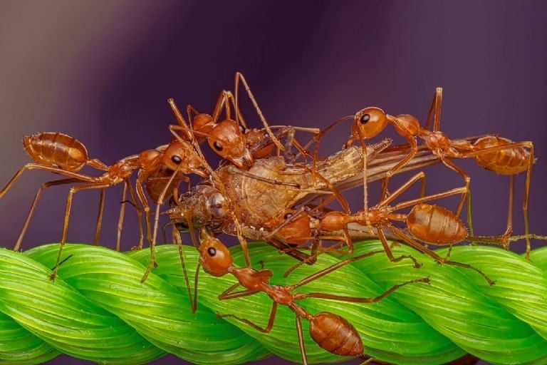 Kaip atsikratyti skruzdžių kenkėjų savo namuose naudojant tik 1 ingredientą, kurį turite savo virtuvėje