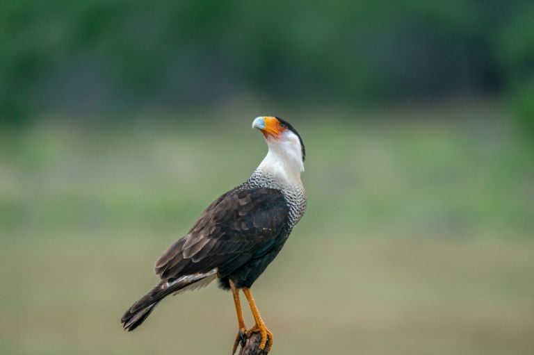 Ką reiškia, kai jūsų namuose pasirodo karakara ir kokią žinutę ji nori palikti