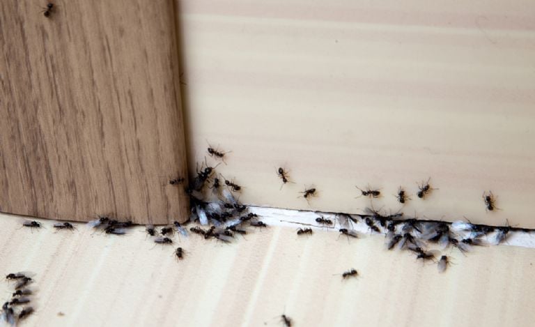 Ką reiškia, kai jūsų namas yra užpildytas skruzdžių užkrėtimais, pasak Feng Shui