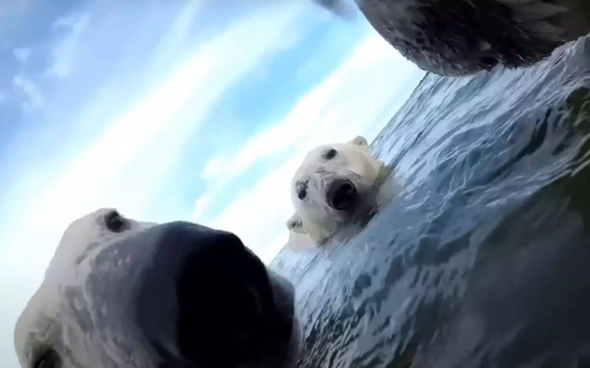 Baltieji lokiai prisitaikė prie daugiau laiko žemėje (USGSWASHINGTON valstybinis universitetas)