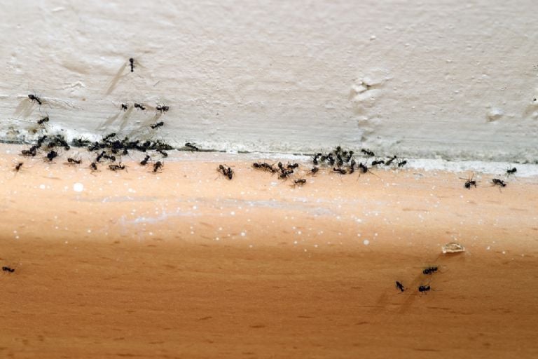 Ką reiškia, kai jūsų namas yra užpildytas skruzdžių užkrėtimais, pasak Feng Shui