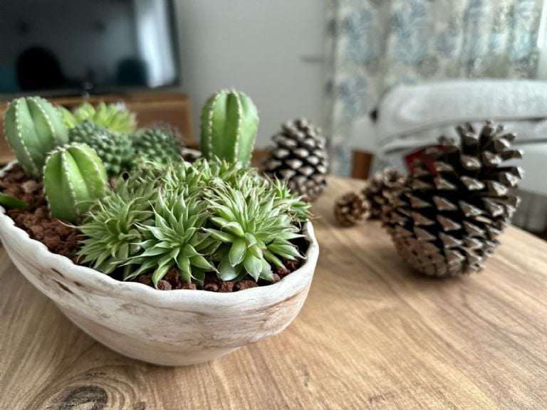 Ką reiškia turėti sultingą savo namuose, pasak Feng Shui