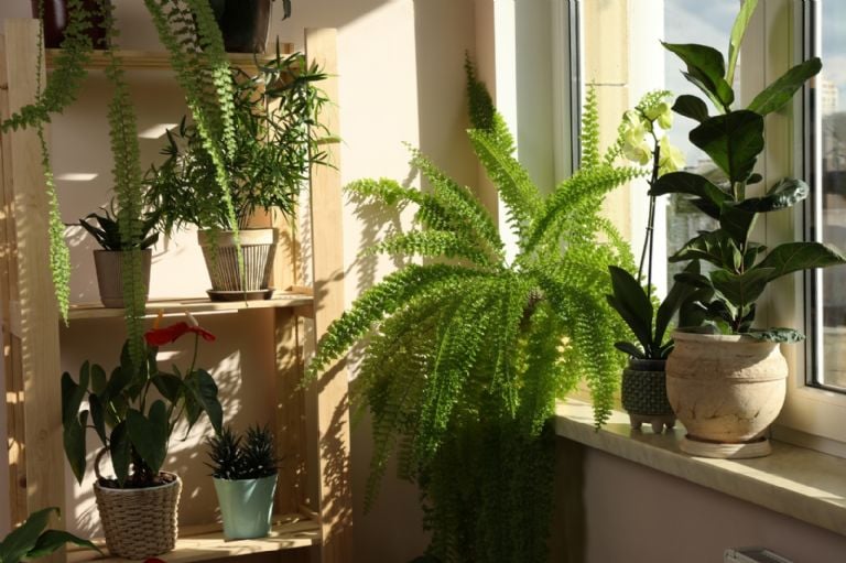 Ką reiškia žmogui turėti paparčius savo namuose, pagal Feng Shui