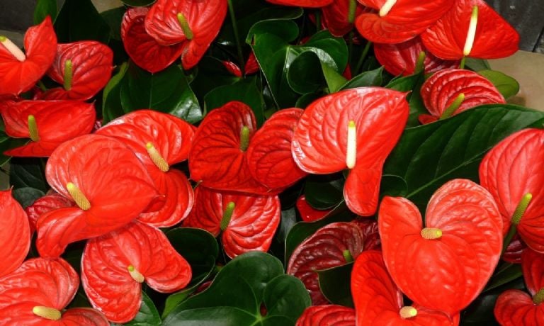 Kaip atgaivinti sergančią anthurium vos 3 žingsniais