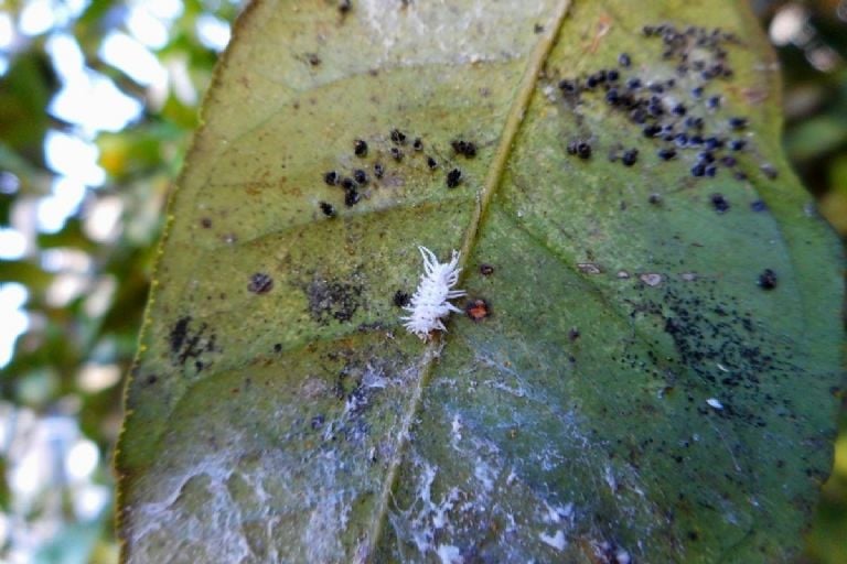 Kaip atsikratyti amarų ir mealybug kenkėjų savo sode naudojant tik vieną ingredientą, kad jūsų augalai sprogtų gėlėmis