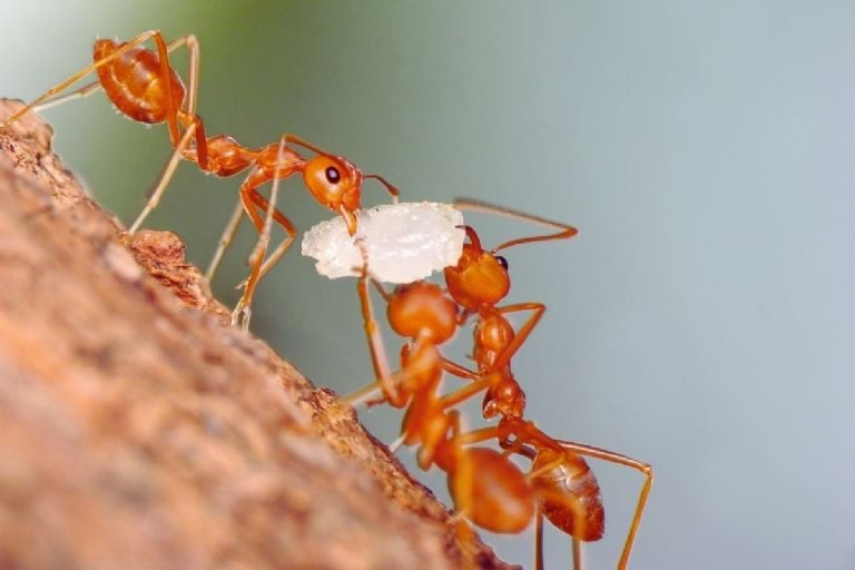 Kaip atsikratyti skruzdžių kenkėjų iš savo namų ir sodo tik su 1 ingredientu, kurį turite savo namuose
