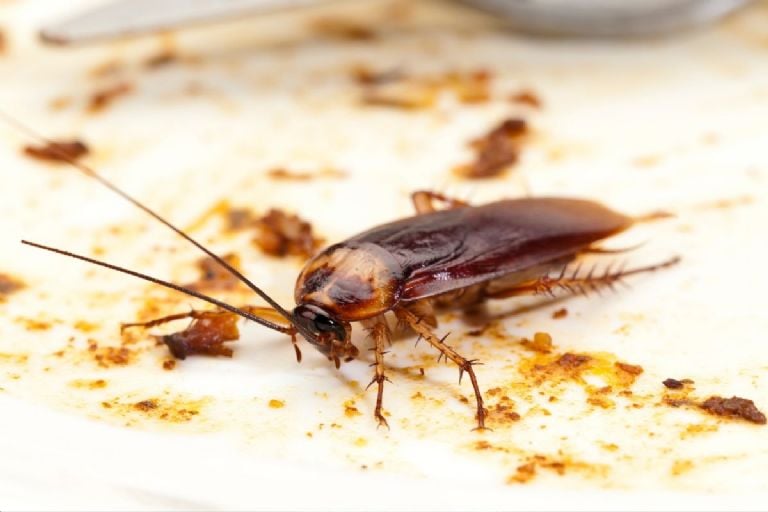 Kaip atsikratyti tarakonų užkrėtimo savo namuose naudojant tik 2 ingredientus, kuriuos turite savo virtuvėje