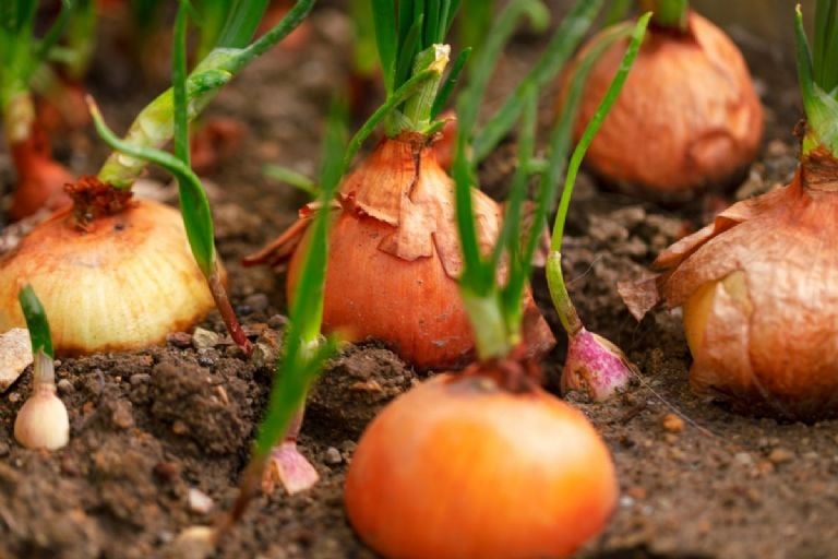 Kaip atsikratyti žiurkių kenkėjų savo namuose naudojant tik 1 ingredientą, kurį turite savo virtuvėje