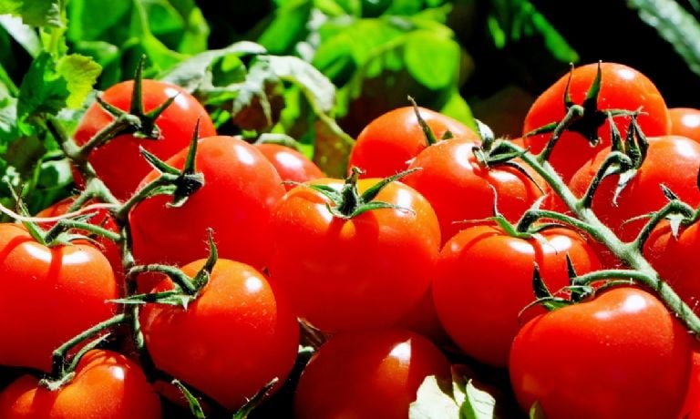 Kaip išlaikyti pomidorus nuo įtrūkimų prieš derliaus nuėmimą naudojant šį laistymo įsilaužimą