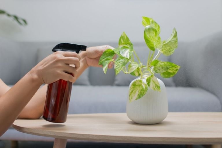 Kokio tipo trąšas turėtumėte įdėti į savo Sansevieria birželio mėnesį, kad ji sprogtų žaliais lapais, pagal mėnulio kalendorių