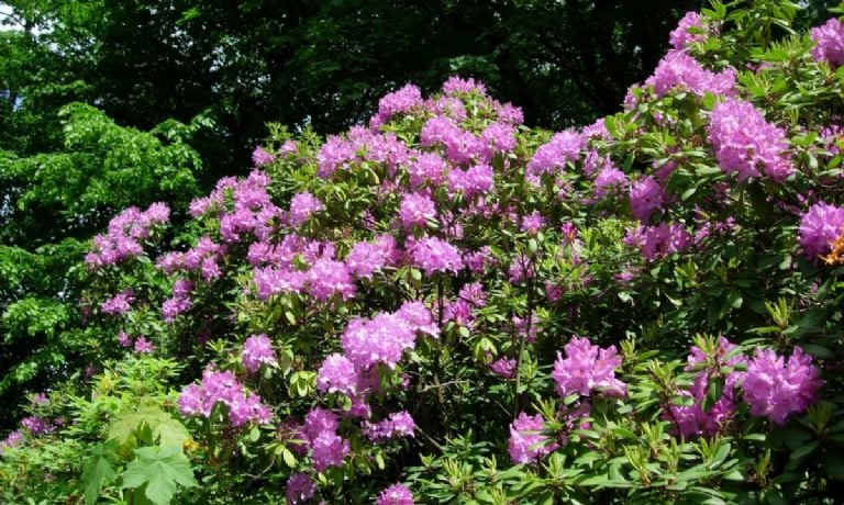 Nei virtuvėje, nei vonios kambaryje: kur turėtumėte pastatyti savo rododendrą, kad jis sprogtų gėlėmis