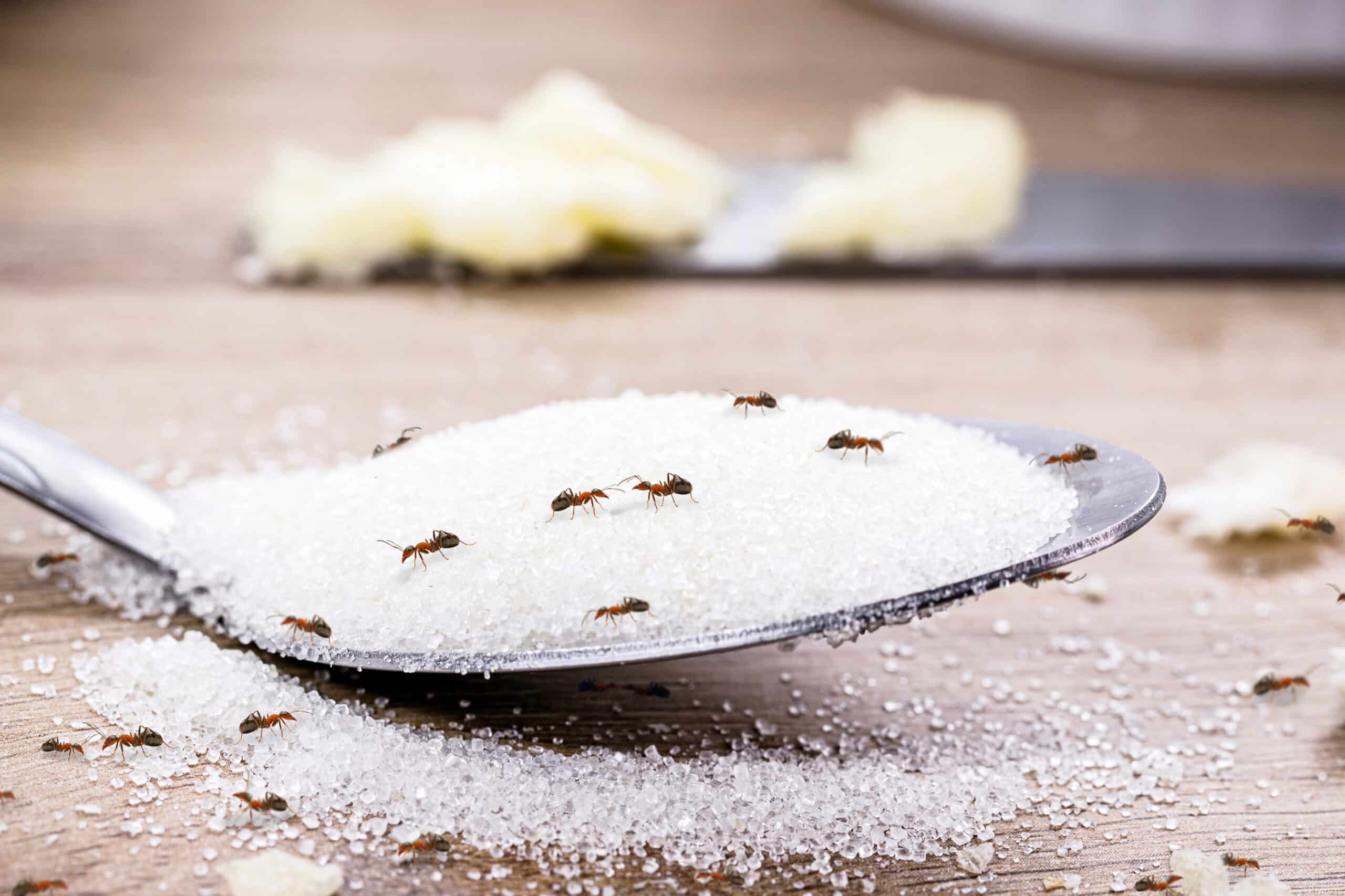 Šis naminis spąstai pašalina skruzdes per kelias valandas tik su dviem ingredientais iš spintelės