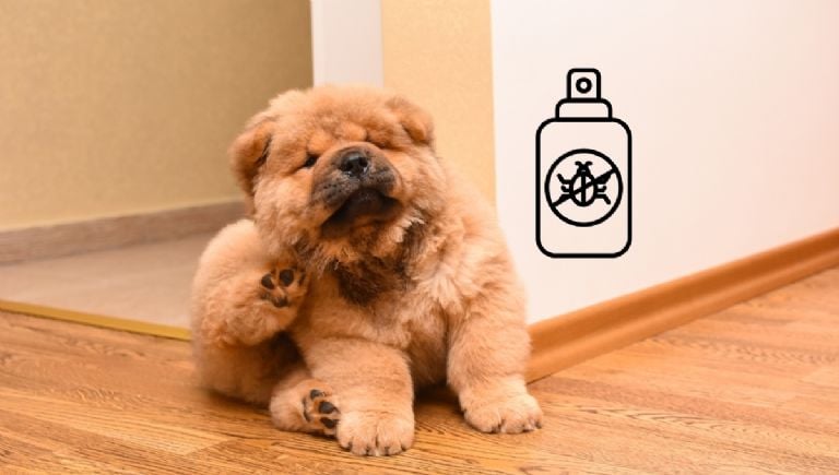 Veterinarijos ekspertų patarimai dėl jūsų šuns nagų