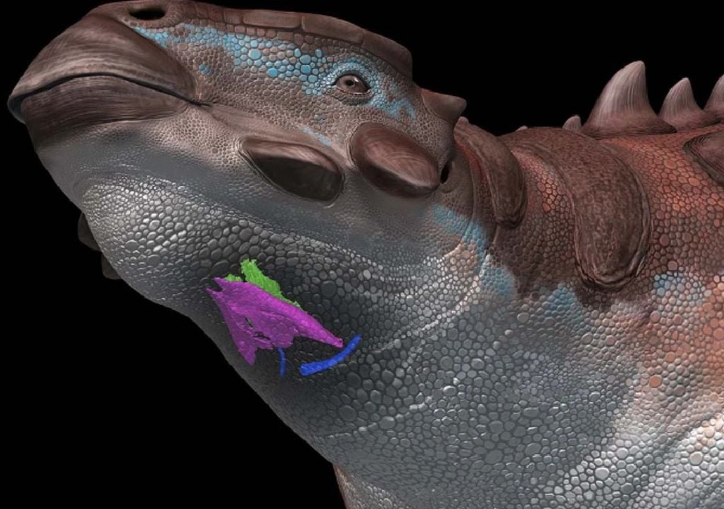 Dinozaurai neriaumojo, jie dainavo gerklų fosilijas Dinozaurai neriaumojo, jie dainavo gerklų fosilijas