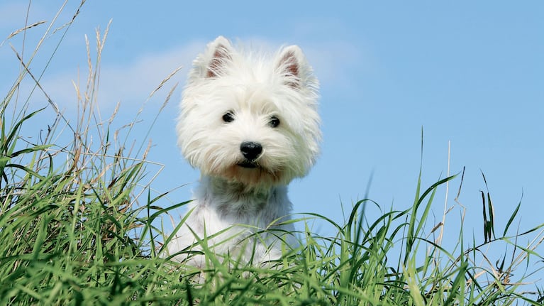Tai Vakarų Aukštaitijos terjeras (nuotrauka: Royal Canin).