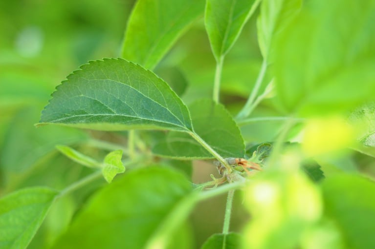 Moringa suteikia daugiau kalcio nei pienas ir tapo mėgstamiausiu veganų ir vegetarų supermaistu visame pasaulyje. (Kreditas: Freepik)